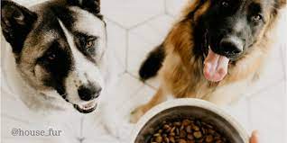 Do Dogs Care What Their Food Tastes Like Chicken Soup For The Soul Pet Food