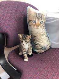 Pin By World Of Animals Inc South Ph On Cat Photos Veterinary Hospital Cat Photo Veterinary Care