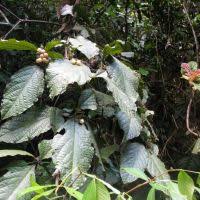 Image result for Cordia stuhlmannii