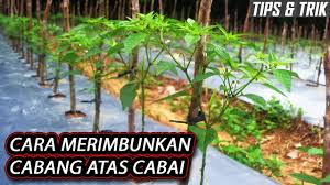 Cabe Bhaskara Buah Lebat Dengan Teknik Rempel How To Prune Chili Youtube