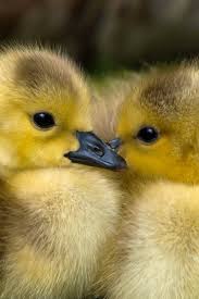 Black And Yellow Duckling 2 Yellow Ducklings Closeup Photography Cute Ducklings Cute Baby Animals Baby Ducks