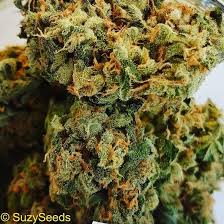 Im mai beginnt die blütezeit des echten beinwell. Croptober Ist Da Erntezeit Cannabis World Blog Suzyseeds