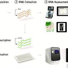 The Sequential Stages Of The Quantitative Real Time Pcr Workflow Download Scientific Diagram