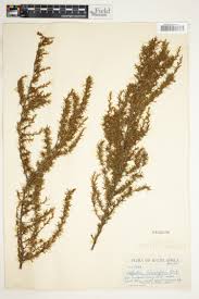 Image result for Cliffortia