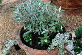 Even more winter garden colour ideas. Containers Winter Selection Rhs Gardening