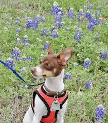 Black And Decker Plant In Texas Sally A Tri Chocolate Rat Terrier In Texas Bluebonnets Terrier Rat Terriers Toy Fox Terriers