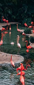 Top 10 Zoos In America To Take Your Kids To Burung Cantik Latar Belakang Hewan