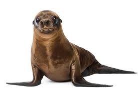 Maybe you would like to learn more about one of these? Anjing Laut Dan Singa Laut Serupa Tapi Tak Sama Halaman All Kompas Com
