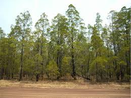 Image result for Callitris