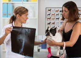 You can have a veterinarian who specializes in companion animals—dogs and so, when looking for the best veterinarian near me, you will need to consider various factors that benefit you. How To Find Low Cost Vets Petmd