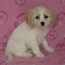 Cockapoo for sale in minnesota. Cockapoo Pets And Animals For Sale Minnesota