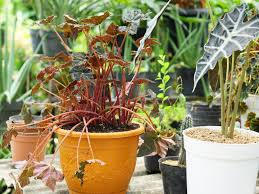 We did not find results for: Tips For Beautiful Large Container Gardens