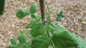 Image result for Citropsis