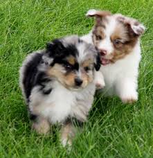 You pick the name farm raised, registered miniature australian shepherd puppies. Red Merle Toy Australian Shepherd Puppies For Sale In Ut Wy Co Ne Ks Mo Il In Oh Pa In 2020 Aussie Puppies Shepherd Puppies Australian Shepherd Puppies