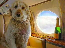 The Rich Dogs Of London Are Now On Instagram And They Lead Better Lives Than Most Humans Rich Dog Dogs On Planes Luxury Dog