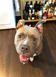 Just saw your pets can write to Chewy Clause for their wishes to become  true.