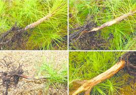 Image result for Pinus maximinoi