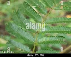 Image result for Acacia cornigera