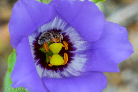 Image result for eustoma maurine