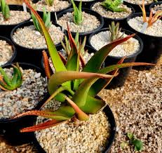 Image result for Aloe lutescens