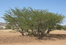 Image result for Harpachne