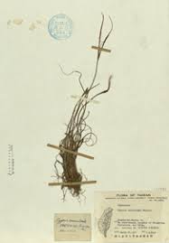 Image result for Cyperus tenuiculmis