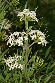 Image result for Pavetta zeyheri