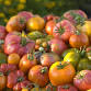 JCMG Tomato Taste