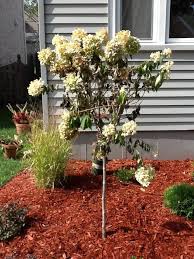 Like most plants, it does best in moist but. Help Newly Planted Hydrangea Tree Is Dying