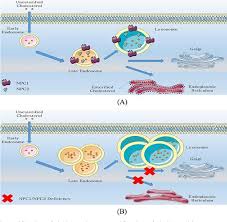 In people with this condition, abnormal lipid. Anesthetic Consideration Of Niemann Pick Disease Type C Semantic Scholar