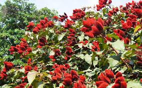 Image result for Bixa orellana