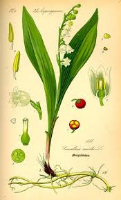 Subor Illustration Convallaria Majalis0 Jpg Wikipedia Botanische Zeichnungen Maiglockchen Botanische Abbildungen