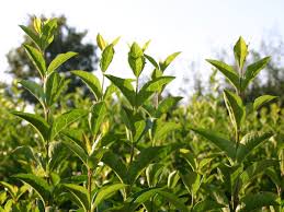 Lange hosen sind zu tragen, feste schuhe und handschuhe. Ovalblattriger Liguster Ligustrum Ovalifolium Baumschule Horstmann