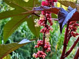 Image result for Ricinus communis