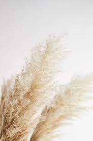 Pampas Grass 120cm Etsy In 2021 Pampas Grass Grass Wallpaper Wallpaper Iphone Boho