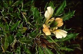 Image result for Blepharis integrifolia