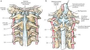 Anatomy Of The Spine An Overview Neupsy Key