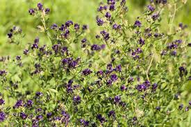 Image result for Medicago sativa