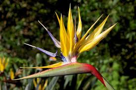 Image result for Strelitzia caudata