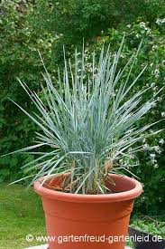 Ein überblick über das gartenjahr ist für den gärtner die günstigste zeit, um größere veränderung im garten zu planen, ist der winter. Ziergraser Deutsche Namen Gartnern Mit Ziergrasern