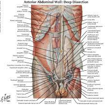 Lower Abdominal Muscles Anatomy Cea1 Com Human Body Anatomy Human Body Anatomy Abdominal Muscles Anatomy Body Anatomy