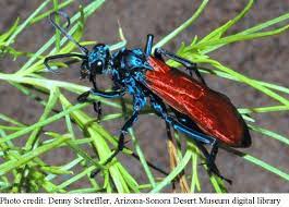 Check spelling or type a new query. Pepsis Wasp Wryheat