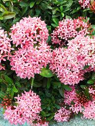 Image result for Ixora hartiana