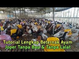 Kunci Sukses Beternak Ayam Joper Tanpa Bau Tanpa Lalat Dari Awal Persiapan Penjualan Hasil Panen Youtube Beternak Ayam Ayam Peternakan