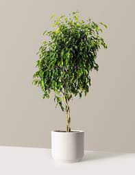 Image result for Ficus tesselata