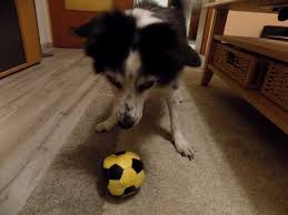 Wie viele schlafzimmer gibt es in der wohnung? Spiel Ideen Fur Alte Hunde Senior Hunde De