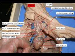Reading Fetal Pig Dissection Biology Libretexts