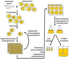 Maybe you would like to learn more about one of these? Mammalian Cell Lines Creative Biolabs