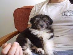 Black And White Havanese Puppy A Black With White H A Black With White Havanese Puppy Is Sitting In The Lap Of A Man Who Is Sitting In A Chair Havanese Puppies Havanese Dogs