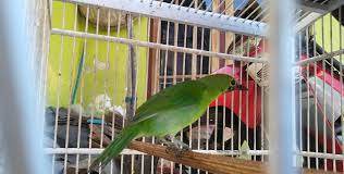 Forum Diskusi Mongabay Cucak Ijo Maskot Kabupaten Malang Yang Terancam Mongabay Co Id Mongabay Co Id